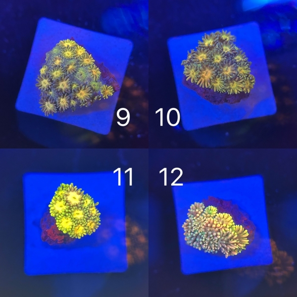 Coral Intelligence Agency商品画像CIARG