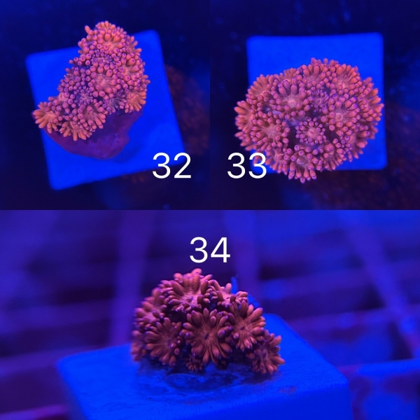 Coral Intelligence Agency商品画像CIARG