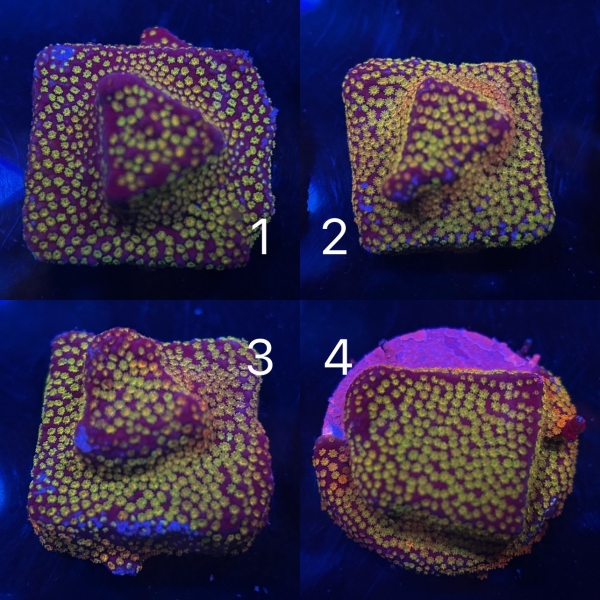 Rainbow Montipora