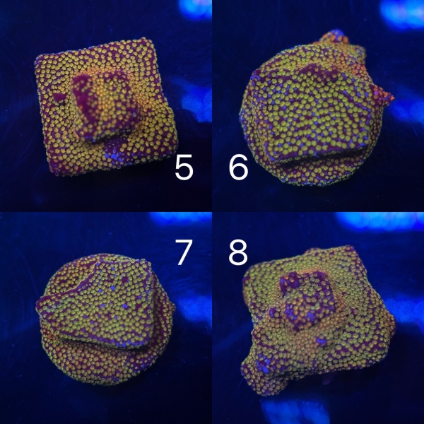 Coral Intelligence Agency商品画像CIARM