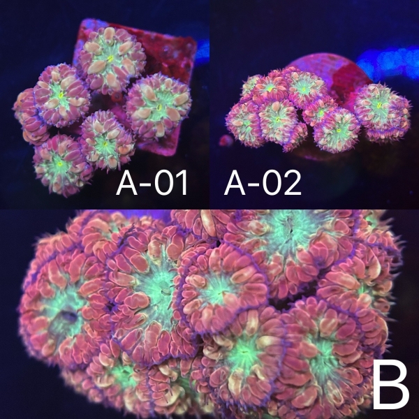 Rainbow Merletti Blastomussa