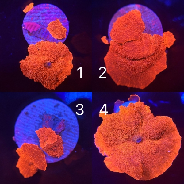 Red Mushroom Coral