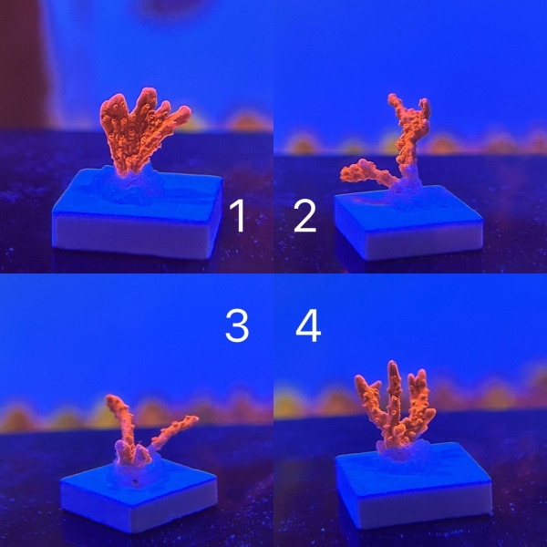 Red Montipora Hirsuta Coral