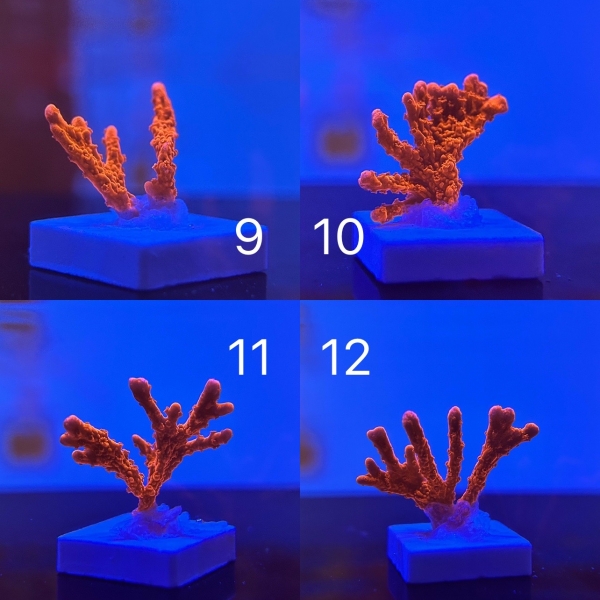 Coral Intelligence Agency商品画像CIARMHC