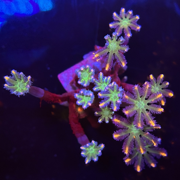 Rainbow Neon Clove Polyps　Orange