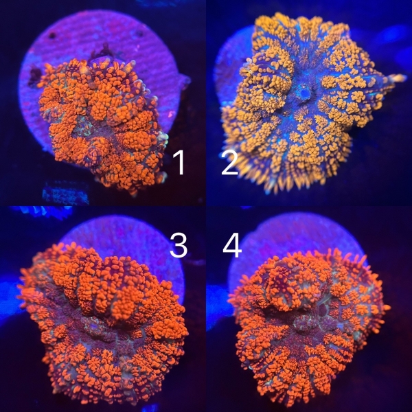 Rhodactis Mushroom Coral