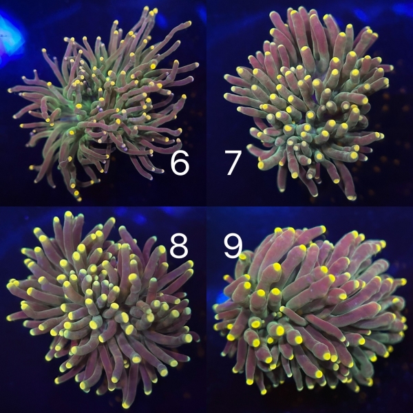 Coral Intelligence Agency商品画像CIART