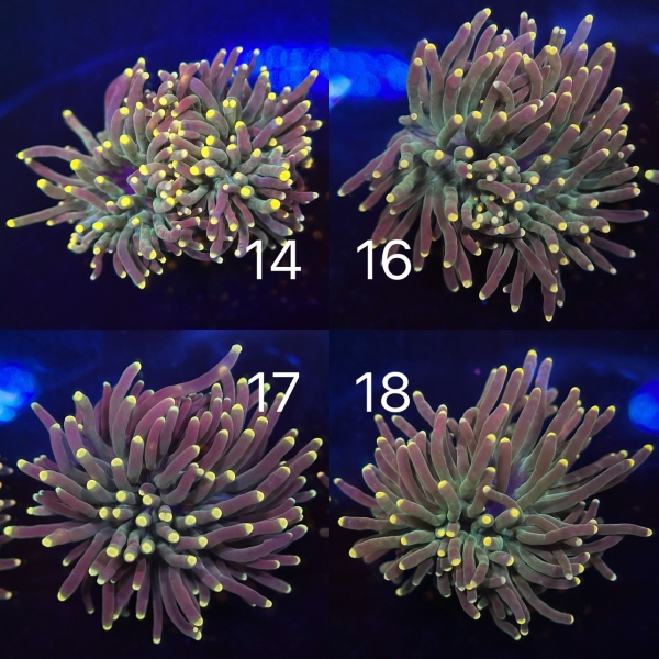 Coral Intelligence Agency商品画像CIART