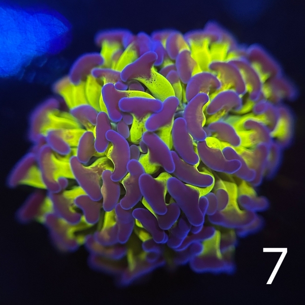 Coral Intelligence Agency商品画像CIARTH