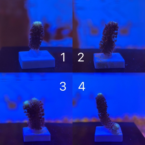 Stylophora Coral　Blue