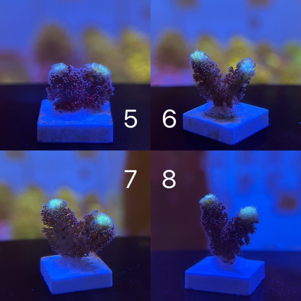 Coral Intelligence Agency商品画像CIASCB