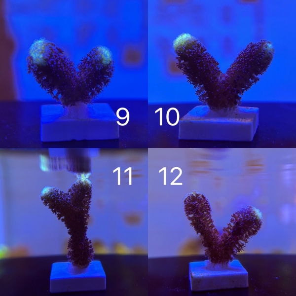 Coral Intelligence Agency商品画像CIASCB