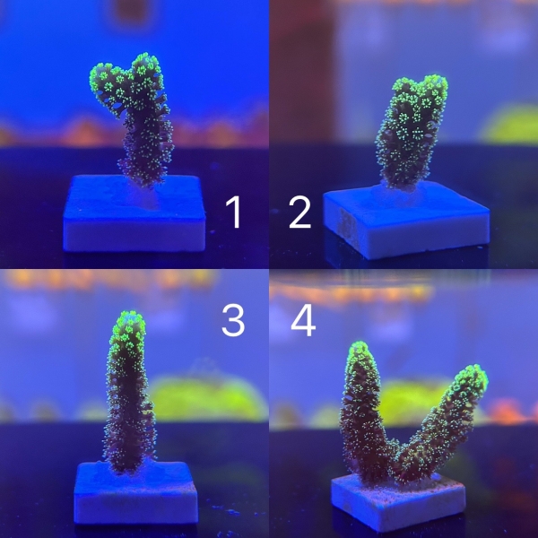 Stylophora Coral　Green