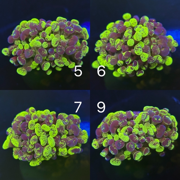 Coral Intelligence Agency商品画像CIASS