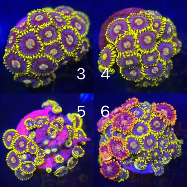 US Aquaman Zoa