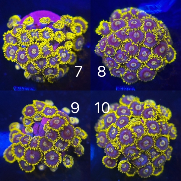 Coral Intelligence Agency商品画像CIAUAZ