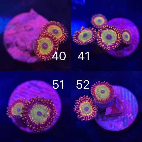 US Candy Apple Zoa