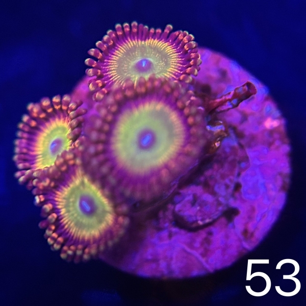Coral Intelligence Agency商品画像CIAUCAZ