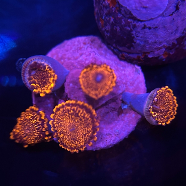 US Darth Maul Zoa