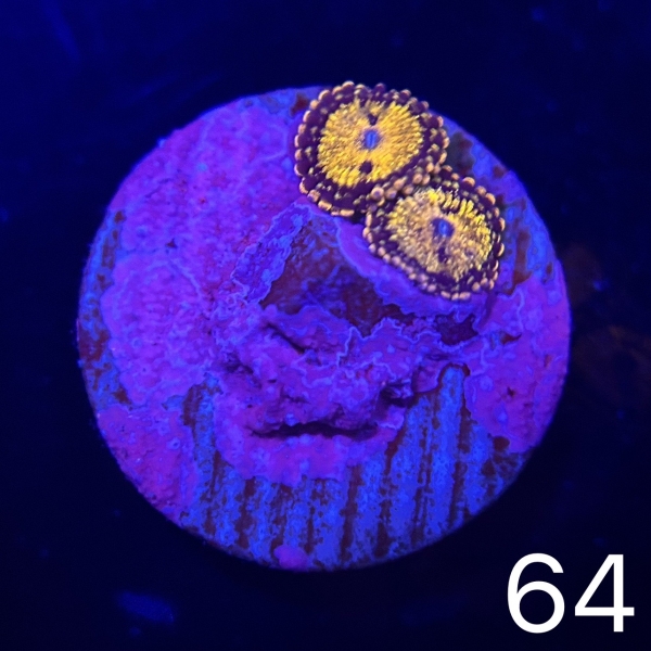 US Gold Maul Zoa