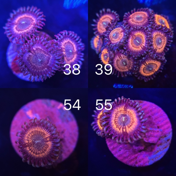 US Ice Queen Zoa