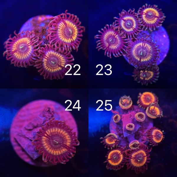 US Joe’s Vampire Zoa