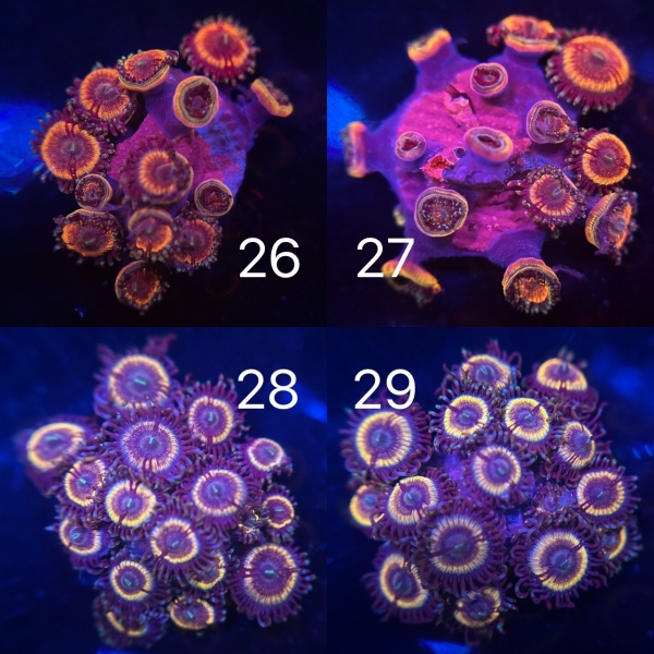 Coral Intelligence Agency商品画像CIAUJVZ