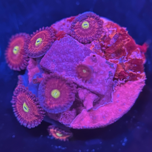 US Lord of the Rings Zoa