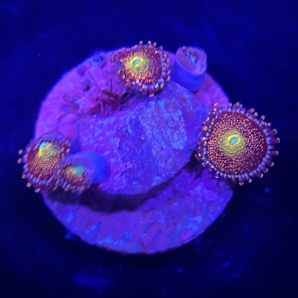 US Mohawk Zoa