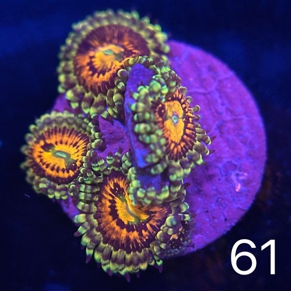 US Rainbow Incinerator Zoa