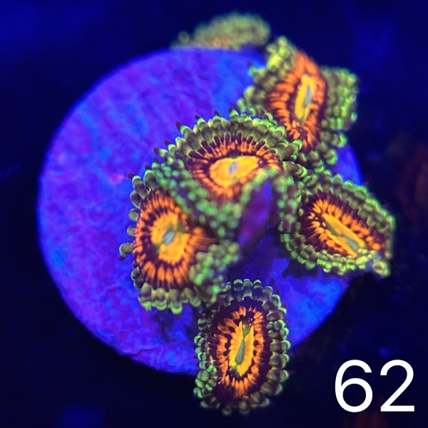 Coral Intelligence Agency商品画像CIAURIZ