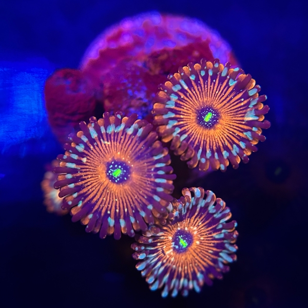 US Salted Agave Zoa