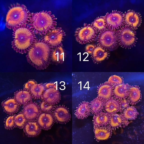 US Sundance Zoa