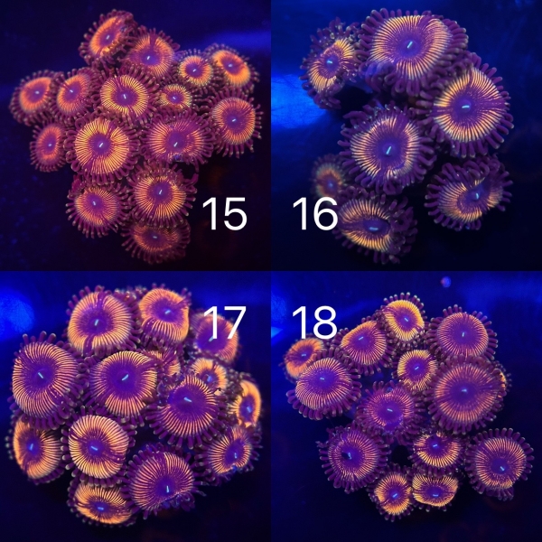 Coral Intelligence Agency商品画像CIAUSDZ