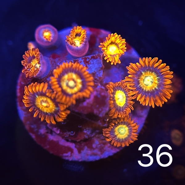 US Speckled Fire and Ice Zoa