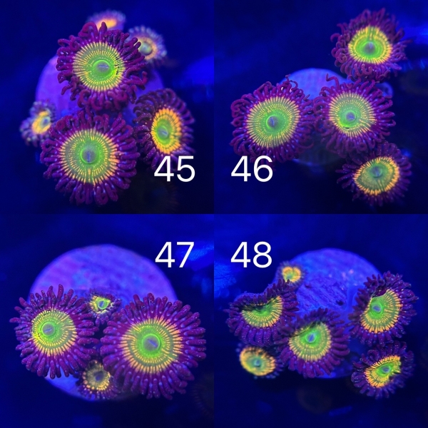 Coral Intelligence Agency商品画像CIAUSUNNYDZ