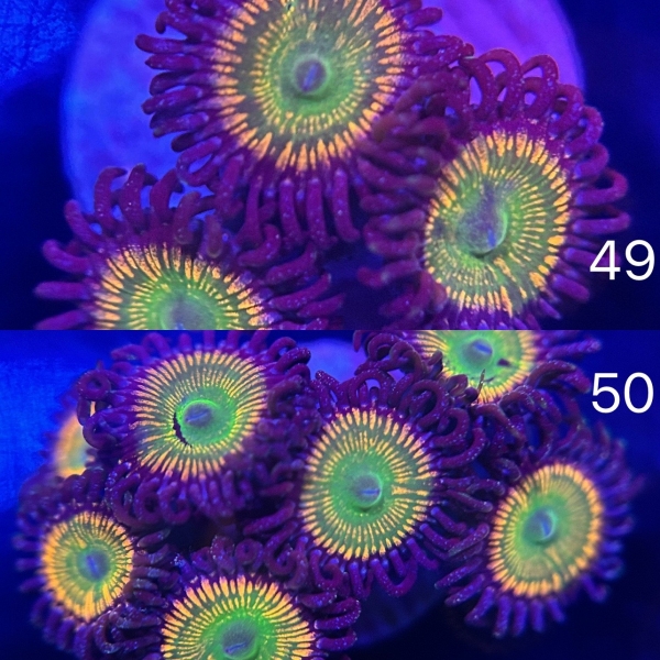 Coral Intelligence Agency商品画像CIAUSUNNYDZ