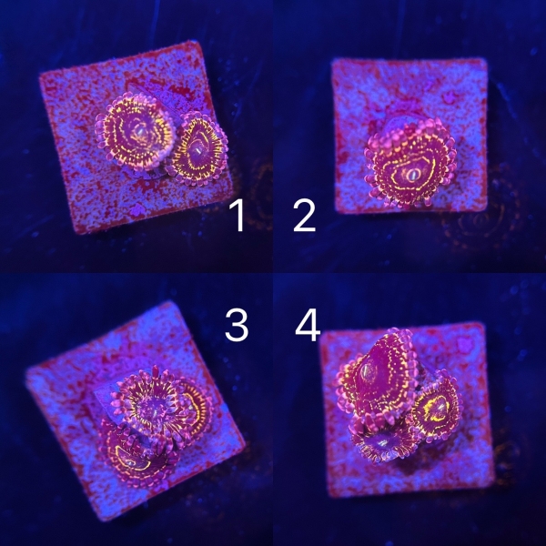 US Stratosphere Zoa