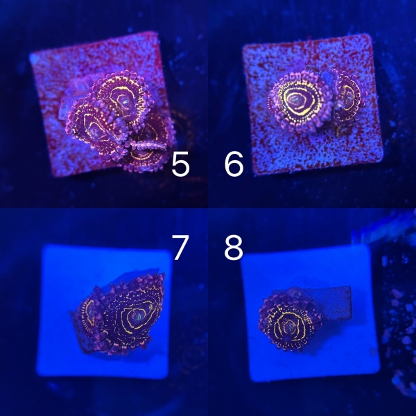Coral Intelligence Agency商品画像CIAUSZ