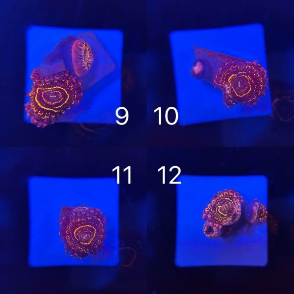 Coral Intelligence Agency商品画像CIAUSZ
