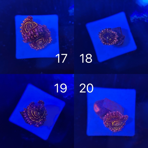 Coral Intelligence Agency商品画像CIAUSZ