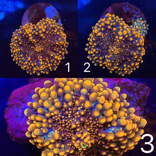 Orrange Ricordea YUMA Mushroom Coral